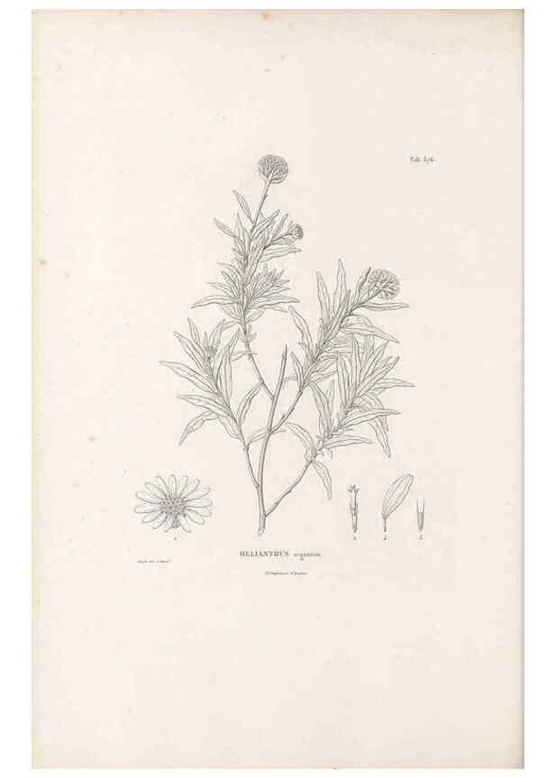 Reproducción/Reproduction 49521838752: Nova genera et species plantarum :. Antverpiae :Ex officina Christophori Plantini ...,1576.. 