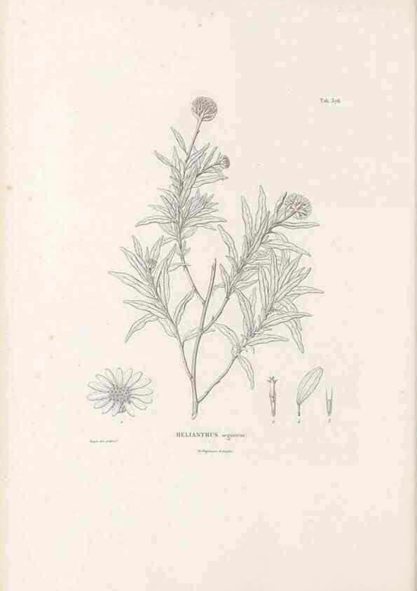 Reproducción/Reproduction 49521838752: Nova genera et species plantarum :. Antverpiae :Ex officina Christophori Plantini ...,1576.. 