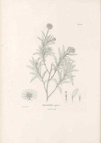 Reproducción/Reproduction 49521838752: Nova genera et species plantarum :. Antverpiae :Ex officina Christophori Plantini ...,1576.. 