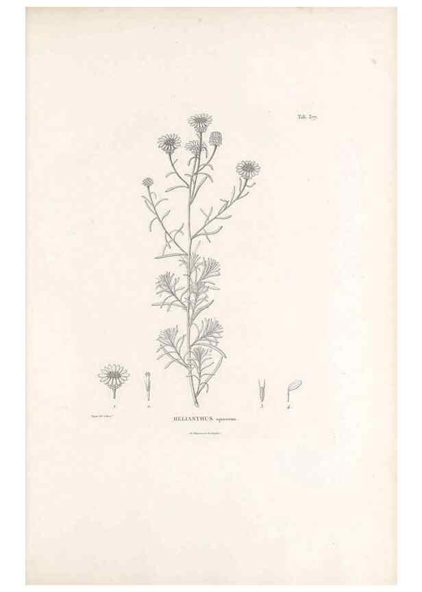 Reproducción/Reproduction 49521103453: Nova genera et species plantarum :. Antverpiae :Ex officina Christophori Plantini ...,1576.. 
