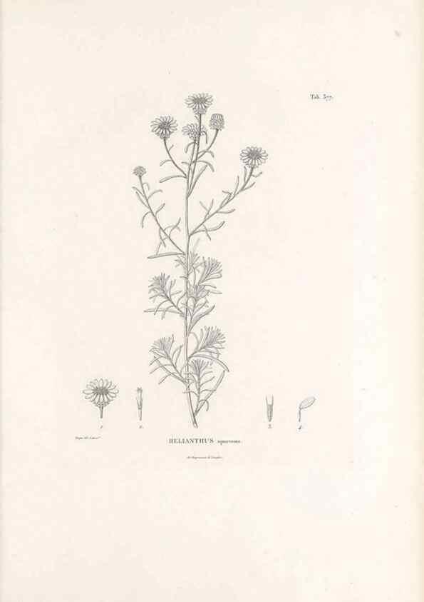 Reproducción/Reproduction 49521103453: Nova genera et species plantarum :. Antverpiae :Ex officina Christophori Plantini ...,1576.. 