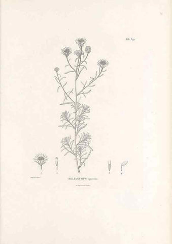 Reproducción/Reproduction 49521103453: Nova genera et species plantarum :. Antverpiae :Ex officina Christophori Plantini ...,1576.. 