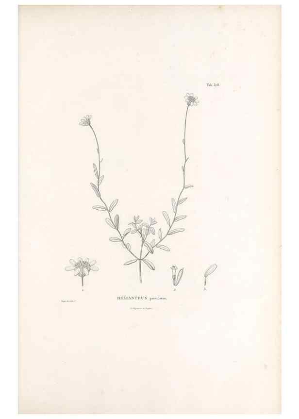 Reproducción/Reproduction 49521627451: Nova genera et species plantarum :. Antverpiae :Ex officina Christophori Plantini ...,1576.. 