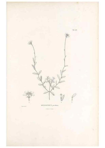 Reproducción/Reproduction 49521627451: Nova genera et species plantarum :. Antverpiae :Ex officina Christophori Plantini ...,1576.. 