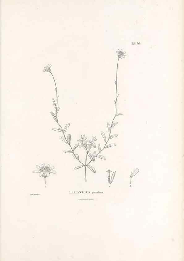 Reproducción/Reproduction 49521627451: Nova genera et species plantarum :. Antverpiae :Ex officina Christophori Plantini ...,1576.. 