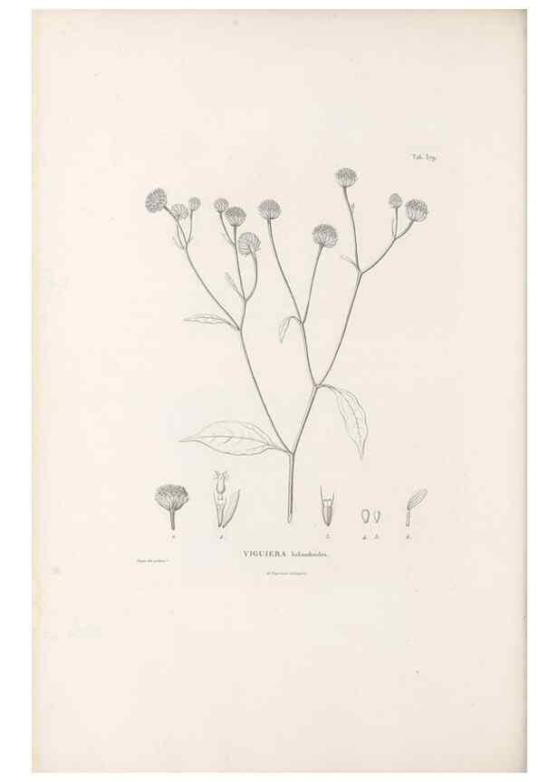Reproducción/Reproduction 49521839537: Nova genera et species plantarum :. Antverpiae :Ex officina Christophori Plantini ...,1576.. 