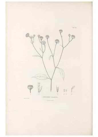 Reproducción/Reproduction 49521839537: Nova genera et species plantarum :. Antverpiae :Ex officina Christophori Plantini ...,1576.. 