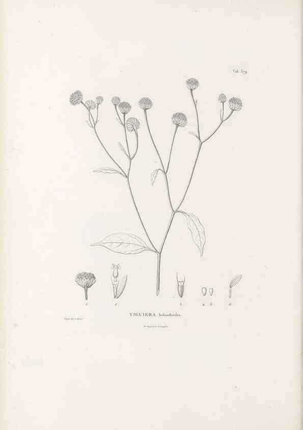 Reproducción/Reproduction 49521839537: Nova genera et species plantarum :. Antverpiae :Ex officina Christophori Plantini ...,1576.. 
