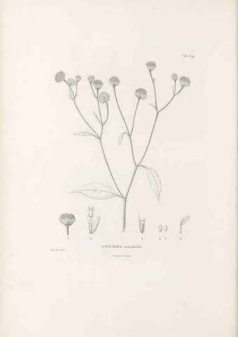 Reproducción/Reproduction 49521839537: Nova genera et species plantarum :. Antverpiae :Ex officina Christophori Plantini ...,1576.. 
