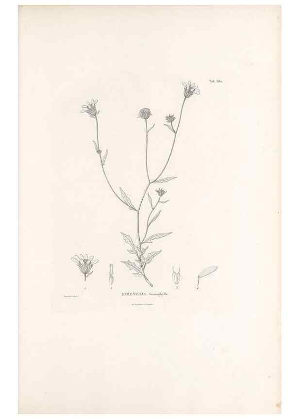 Reproducción/Reproduction 49521839792: Nova genera et species plantarum :. Antverpiae :Ex officina Christophori Plantini ...,1576.. 