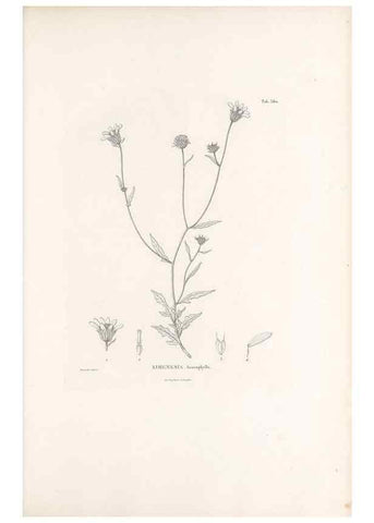 Reproducción/Reproduction 49521839792: Nova genera et species plantarum :. Antverpiae :Ex officina Christophori Plantini ...,1576.. 