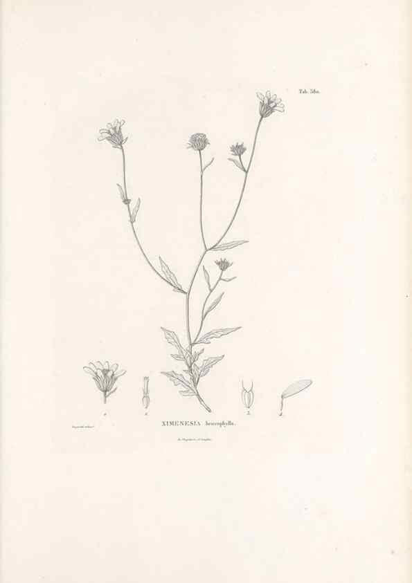 Reproducción/Reproduction 49521839792: Nova genera et species plantarum :. Antverpiae :Ex officina Christophori Plantini ...,1576.. 