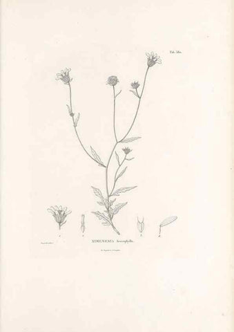 Reproducción/Reproduction 49521839792: Nova genera et species plantarum :. Antverpiae :Ex officina Christophori Plantini ...,1576.. 