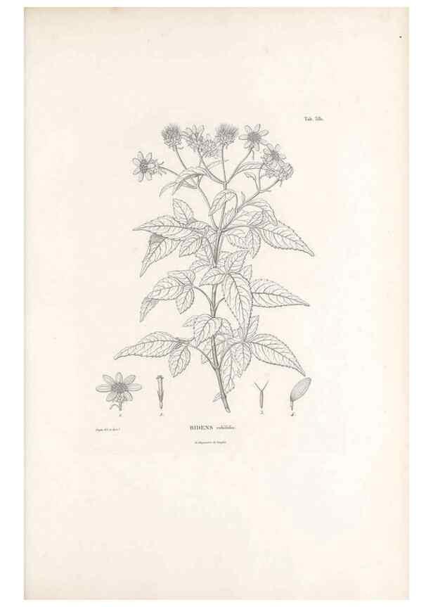 Reproducción/Reproduction 49521104638: Nova genera et species plantarum :. Antverpiae :Ex officina Christophori Plantini ...,1576.. 