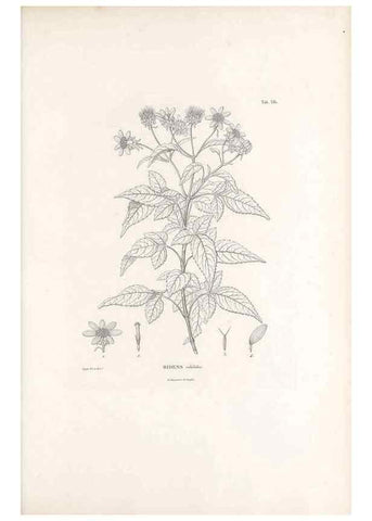 Reproducción/Reproduction 49521104638: Nova genera et species plantarum :. Antverpiae :Ex officina Christophori Plantini ...,1576.. 