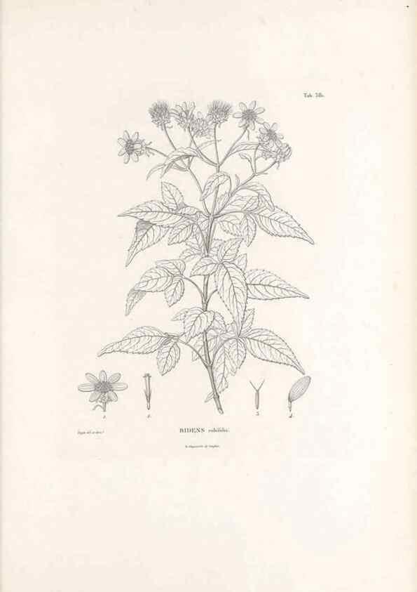 Reproducción/Reproduction 49521104638: Nova genera et species plantarum :. Antverpiae :Ex officina Christophori Plantini ...,1576.. 