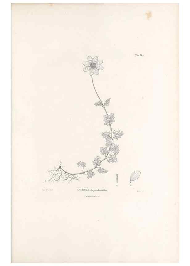 Reproducción/Reproduction 49521840317: Nova genera et species plantarum :. Antverpiae :Ex officina Christophori Plantini ...,1576.. 