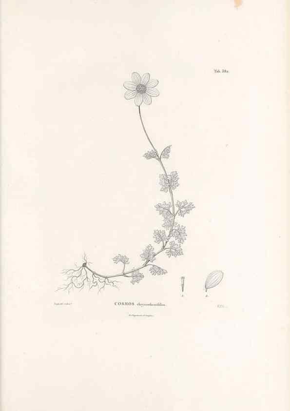 Reproducción/Reproduction 49521840317: Nova genera et species plantarum :. Antverpiae :Ex officina Christophori Plantini ...,1576.. 