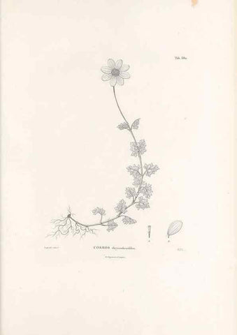 Reproducción/Reproduction 49521840317: Nova genera et species plantarum :. Antverpiae :Ex officina Christophori Plantini ...,1576.. 