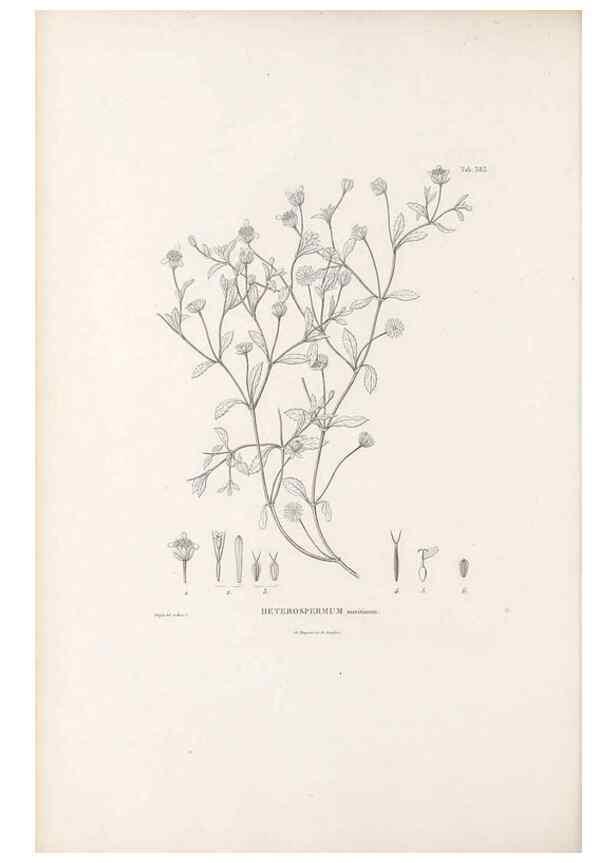 Reproducción/Reproduction 49521105213: Nova genera et species plantarum :. Antverpiae :Ex officina Christophori Plantini ...,1576.. 