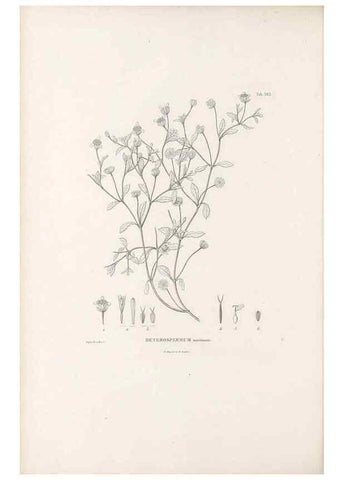 Reproducción/Reproduction 49521105213: Nova genera et species plantarum :. Antverpiae :Ex officina Christophori Plantini ...,1576.. 