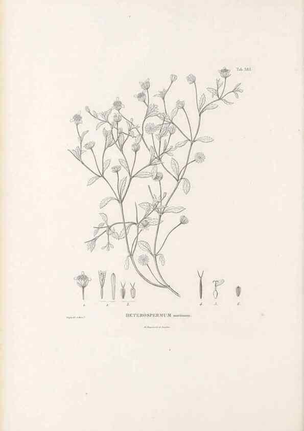 Reproducción/Reproduction 49521105213: Nova genera et species plantarum :. Antverpiae :Ex officina Christophori Plantini ...,1576.. 
