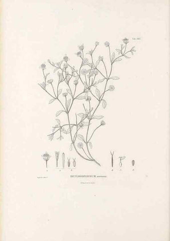 Reproducción/Reproduction 49521105213: Nova genera et species plantarum :. Antverpiae :Ex officina Christophori Plantini ...,1576.. 