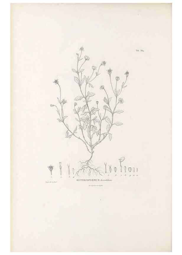Reproducción/Reproduction 49521840822: Nova genera et species plantarum :. Antverpiae :Ex officina Christophori Plantini ...,1576.. 