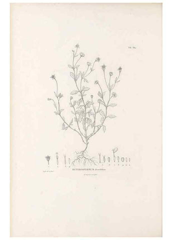 Reproducción/Reproduction 49521840822: Nova genera et species plantarum :. Antverpiae :Ex officina Christophori Plantini ...,1576.. 