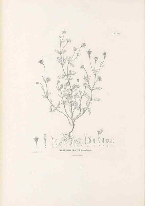 Reproducción/Reproduction 49521840822: Nova genera et species plantarum :. Antverpiae :Ex officina Christophori Plantini ...,1576.. 