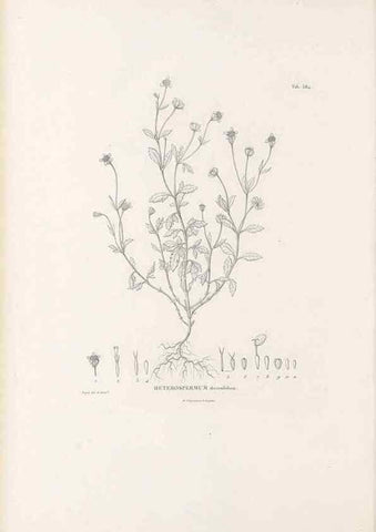 Reproducción/Reproduction 49521840822: Nova genera et species plantarum :. Antverpiae :Ex officina Christophori Plantini ...,1576.. 