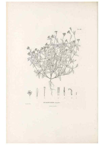 Reproducción/Reproduction 49521105688: Nova genera et species plantarum :. Antverpiae :Ex officina Christophori Plantini ...,1576.. 
