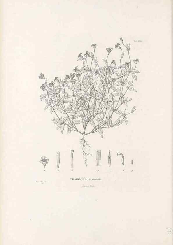 Reproducción/Reproduction 49521105688: Nova genera et species plantarum :. Antverpiae :Ex officina Christophori Plantini ...,1576.. 