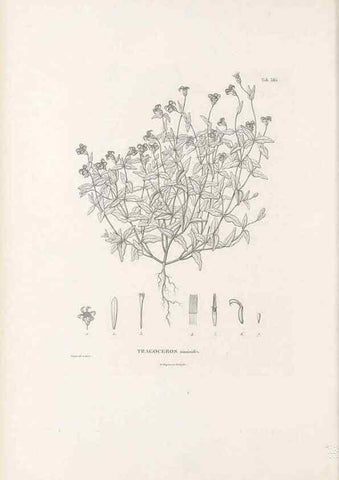 Reproducción/Reproduction 49521105688: Nova genera et species plantarum :. Antverpiae :Ex officina Christophori Plantini ...,1576.. 