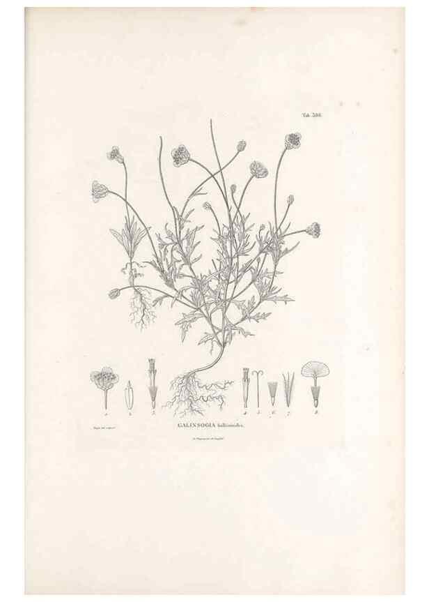Reproducción/Reproduction 49521629846: Nova genera et species plantarum :. Antverpiae :Ex officina Christophori Plantini ...,1576.. 