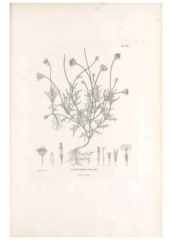 Reproducción/Reproduction 49521629846: Nova genera et species plantarum :. Antverpiae :Ex officina Christophori Plantini ...,1576.. 