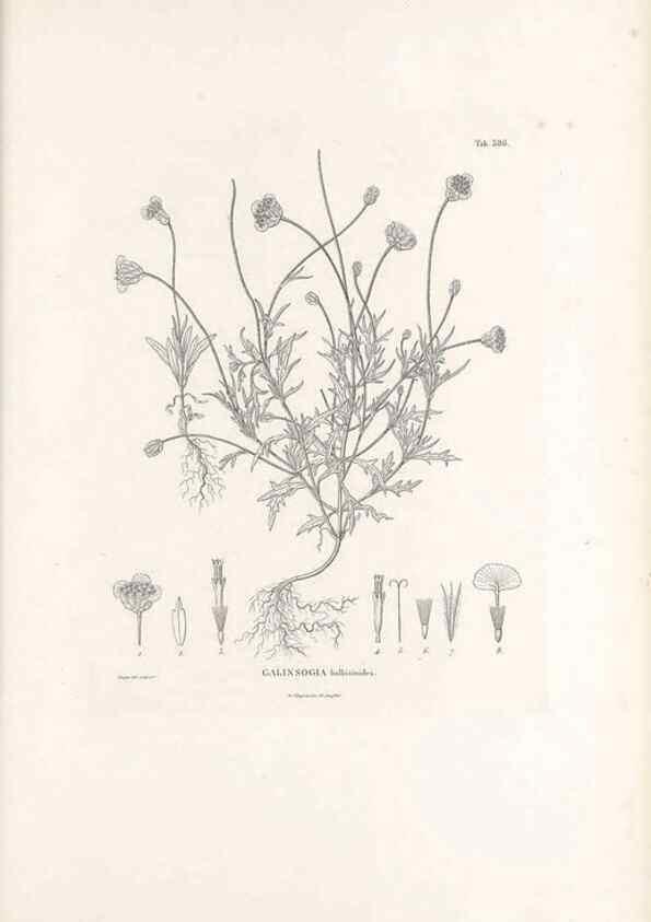 Reproducción/Reproduction 49521629846: Nova genera et species plantarum :. Antverpiae :Ex officina Christophori Plantini ...,1576.. 