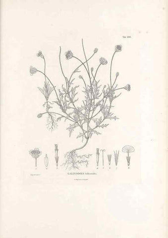 Reproducción/Reproduction 49521629846: Nova genera et species plantarum :. Antverpiae :Ex officina Christophori Plantini ...,1576.. 