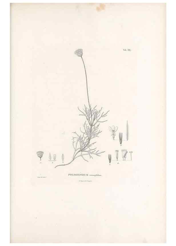 Reproducción/Reproduction 49521841682: Nova genera et species plantarum :. Antverpiae :Ex officina Christophori Plantini ...,1576.. 