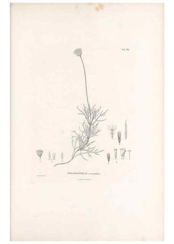 Reproducción/Reproduction 49521841682: Nova genera et species plantarum :. Antverpiae :Ex officina Christophori Plantini ...,1576.. 