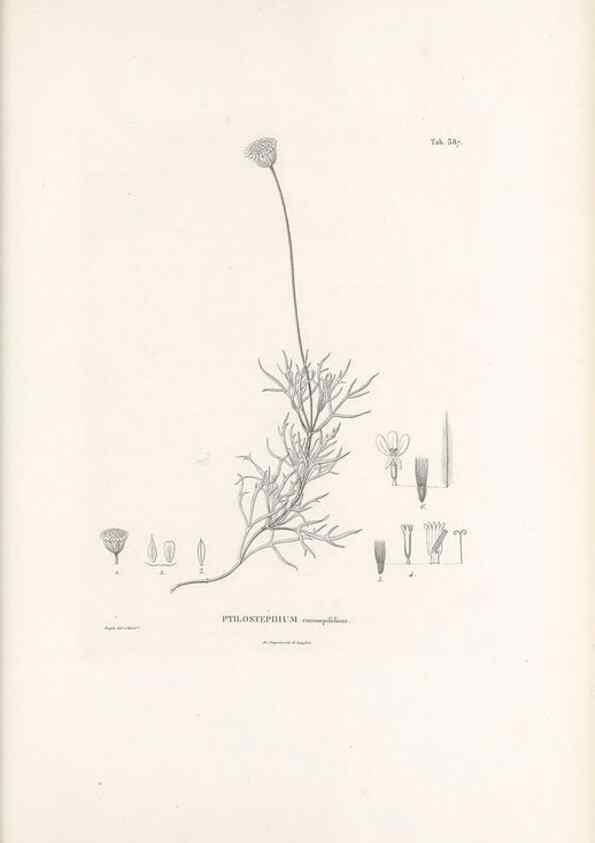 Reproducción/Reproduction 49521841682: Nova genera et species plantarum :. Antverpiae :Ex officina Christophori Plantini ...,1576.. 