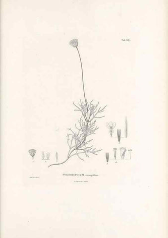 Reproducción/Reproduction 49521841682: Nova genera et species plantarum :. Antverpiae :Ex officina Christophori Plantini ...,1576.. 
