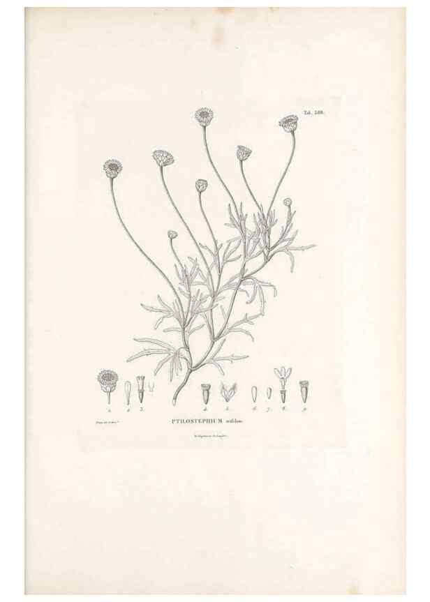 Reproducción/Reproduction 49521106428: Nova genera et species plantarum :. Antverpiae :Ex officina Christophori Plantini ...,1576.. 