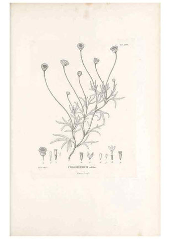 Reproducción/Reproduction 49521106428: Nova genera et species plantarum :. Antverpiae :Ex officina Christophori Plantini ...,1576.. 