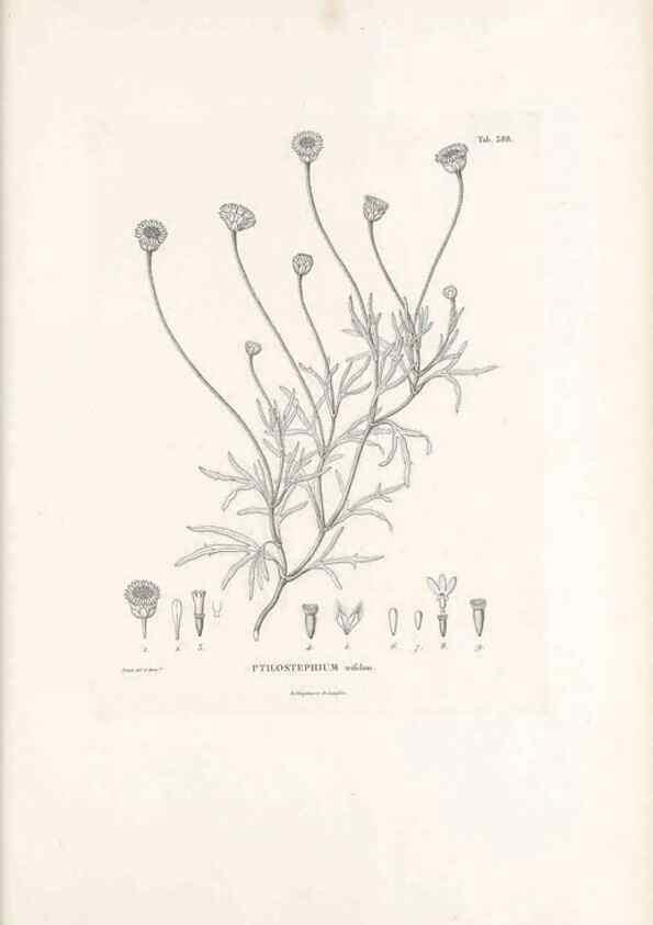 Reproducción/Reproduction 49521106428: Nova genera et species plantarum :. Antverpiae :Ex officina Christophori Plantini ...,1576.. 