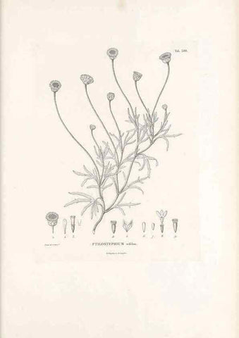 Reproducción/Reproduction 49521106428: Nova genera et species plantarum :. Antverpiae :Ex officina Christophori Plantini ...,1576.. 