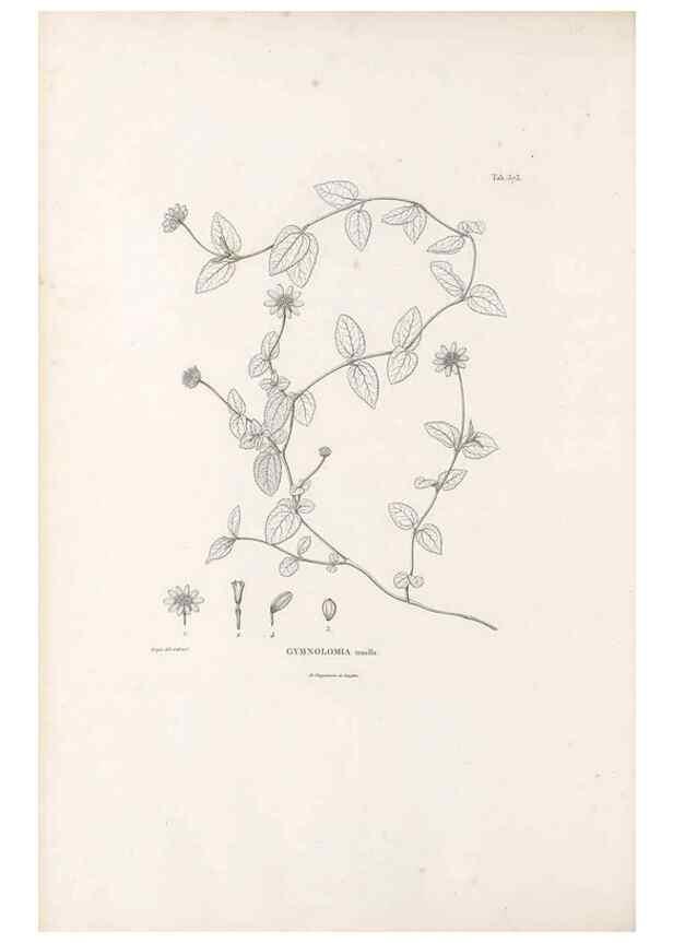 Reproducción/Reproduction 49521837982: Nova genera et species plantarum :. Antverpiae :Ex officina Christophori Plantini ...,1576.. 
