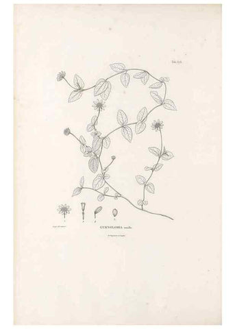 Reproducción/Reproduction 49521837982: Nova genera et species plantarum :. Antverpiae :Ex officina Christophori Plantini ...,1576.. 