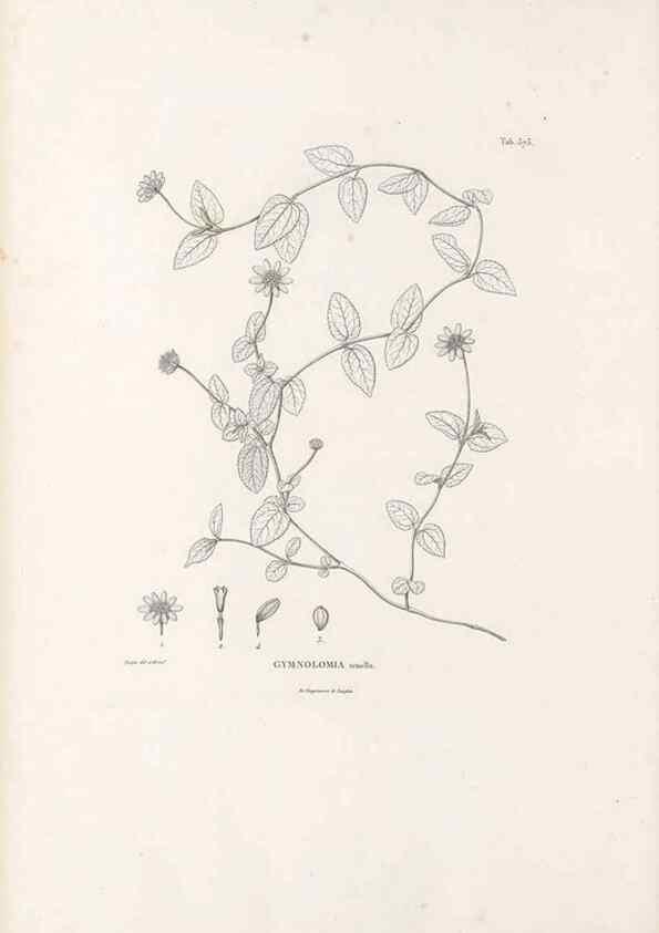 Reproducción/Reproduction 49521837982: Nova genera et species plantarum :. Antverpiae :Ex officina Christophori Plantini ...,1576.. 