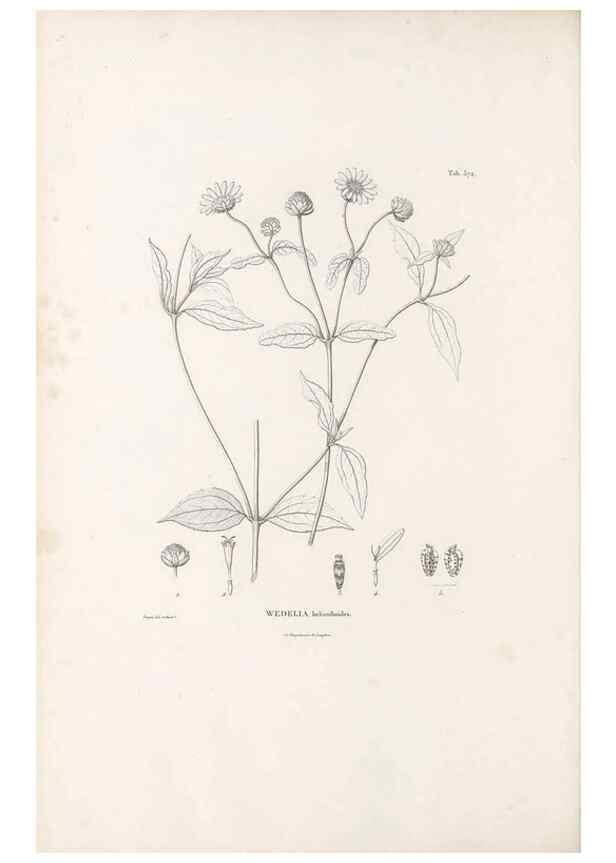 Reproducción/Reproduction 49521625881: Nova genera et species plantarum :. Antverpiae :Ex officina Christophori Plantini ...,1576.. 
